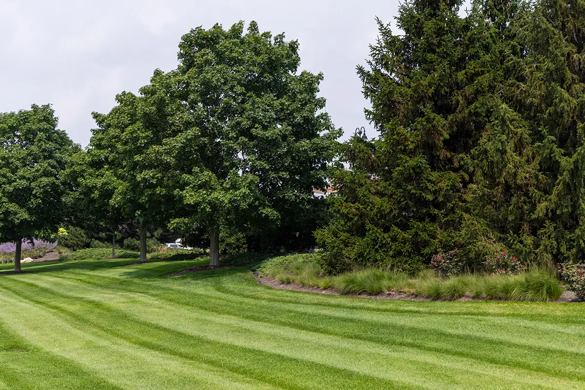 Commercial Lanscape and Lawn Maintenance